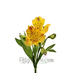 Yellow Peach Peruvian Lilies -Garden of Petals yellow peach peruvian lilies wholesale flowers stem d11d8
