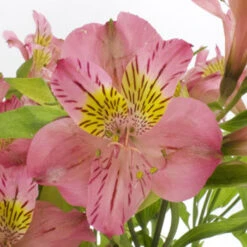 Pink And Yellow Peruvian Lily Flower