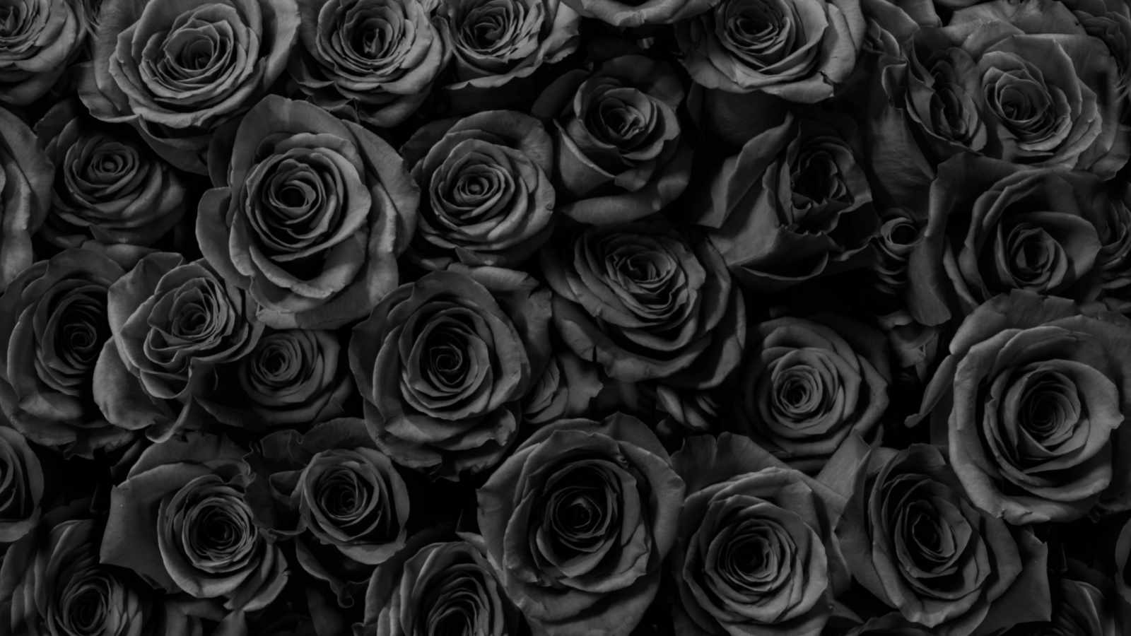 Garden of Petals -Garden of Petals Multiple black roses