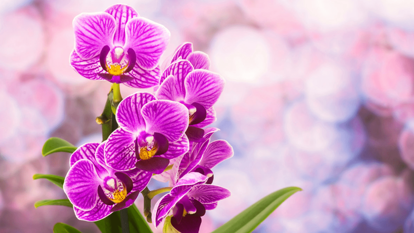 Garden of Petals -Garden of Petals Screenshot 2025 02 06 180742 min